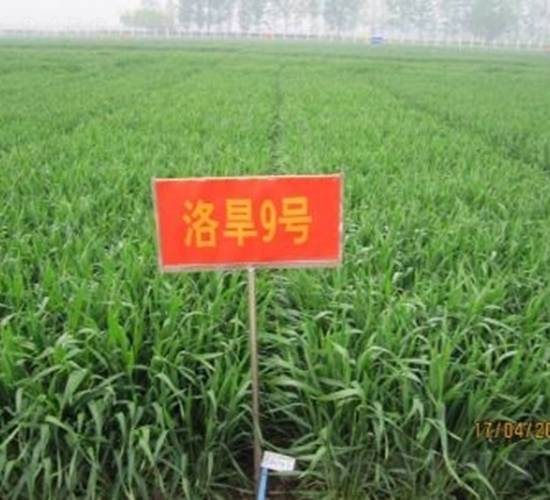 �庵9��-С������-��ũ��