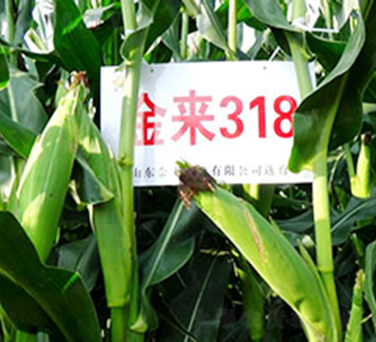 ����318-��������-������ҵ