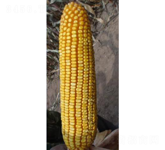 ���216-��������-�����ҵ