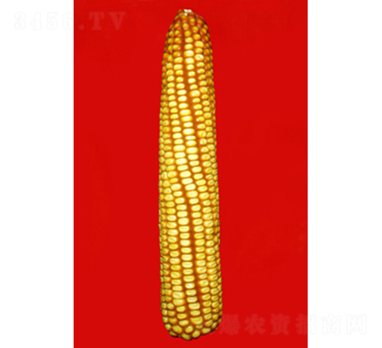 ���306-��������-�����ҵ