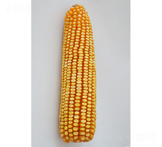 ���308-��������-�����ҵ