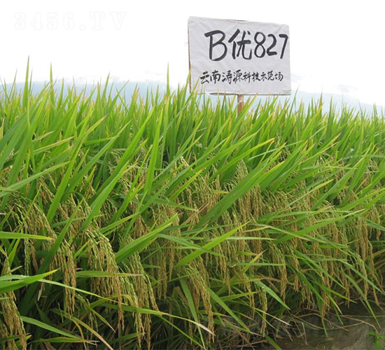 B��827-ˮ������-����ũҵ