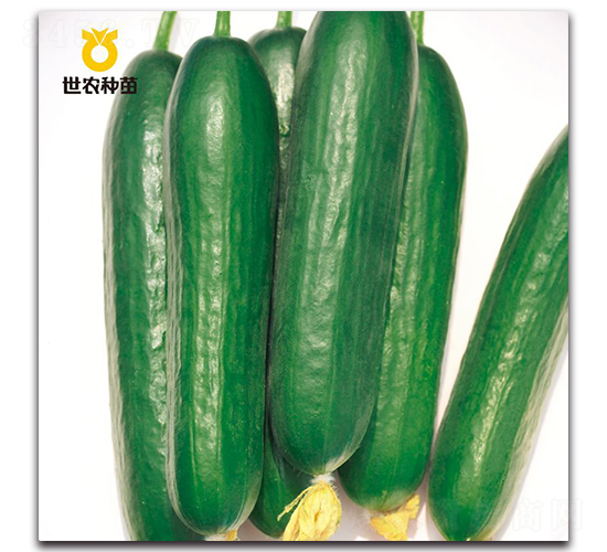 SN8309-�ƹ�����-��ũ����