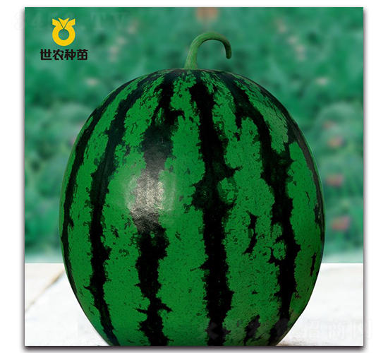 SN�ۿ�-��������-��ũ����
