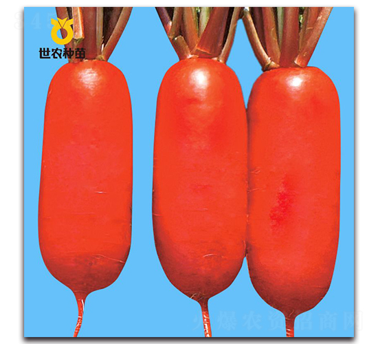 ����-�ܲ�����-��ũ����