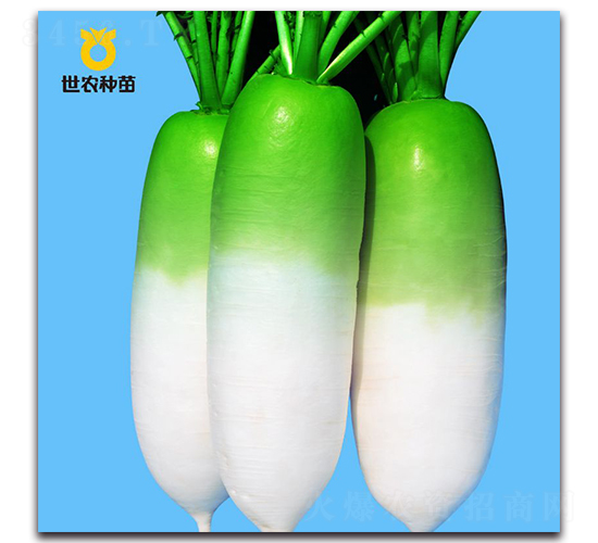 ��ũ816-�ܲ�����-��ũ����