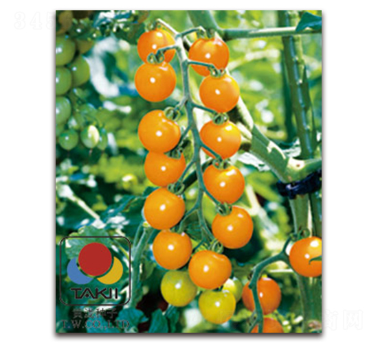 TI-144��ӣ�ҷ��ѣ�-��������-��������