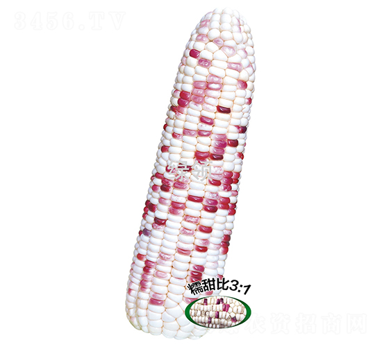 ���ʻ�Ŵ5��-Ŵ��������-������ҵ