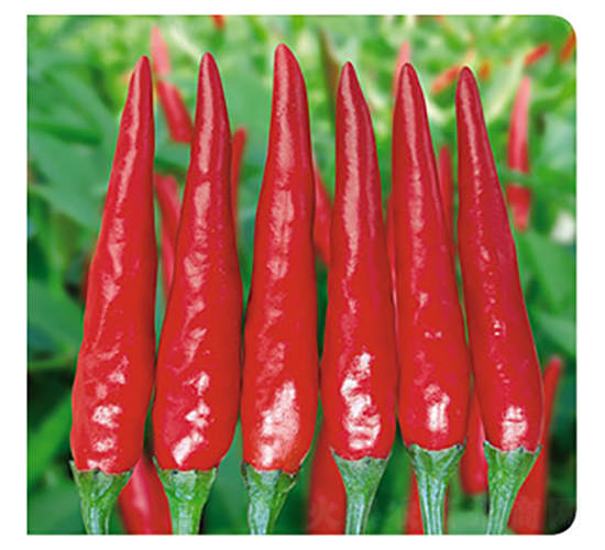 �ʺ�106-��������-������
