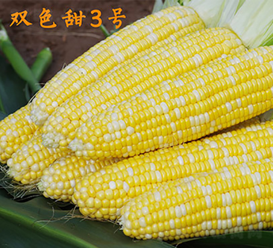 ˫ɫ��3��-����������-��ũ��