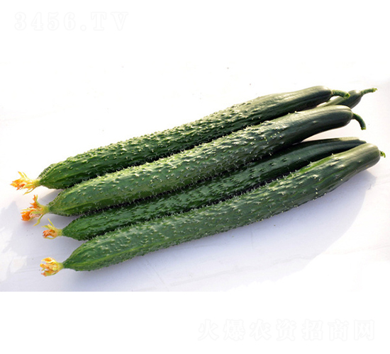 DY6-8-�ƹ�����-���ũҵ