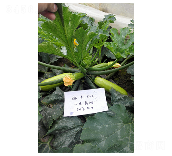 ���508-����«����-���ũҵ