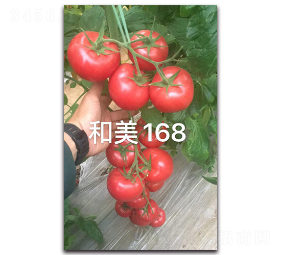 ����168-��������-����ũ