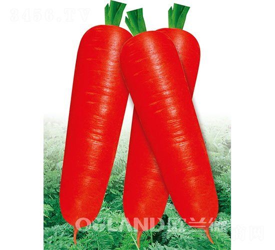 ����7��-���ܲ�����-ŷ����