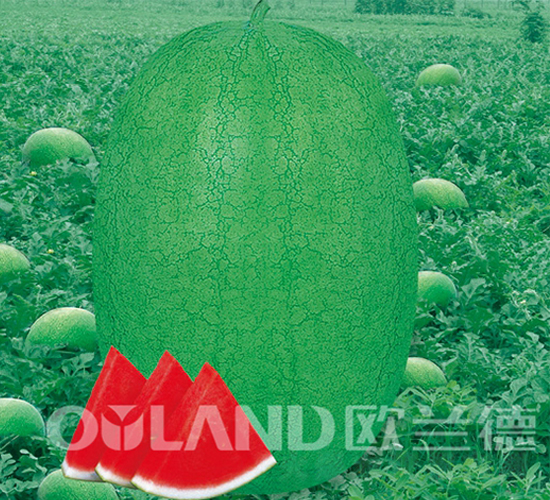 ��֮��-��������-ŷ����