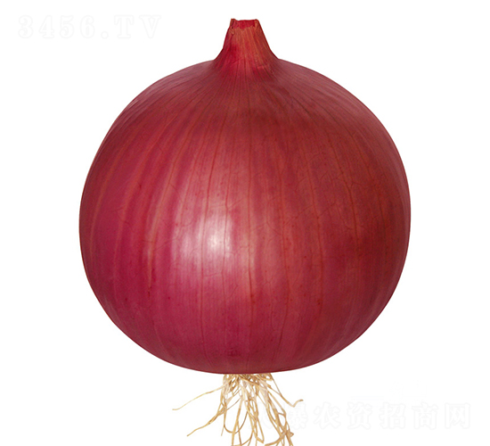 ��ɭ�ߴ�׳-�������-ŷ����