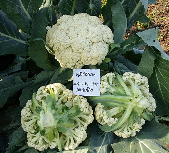 �����ɻ�80-��������-ŷ����