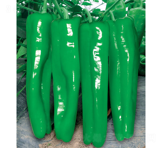 ����ʦ2���罷-�ݽ�����-ŷ����
