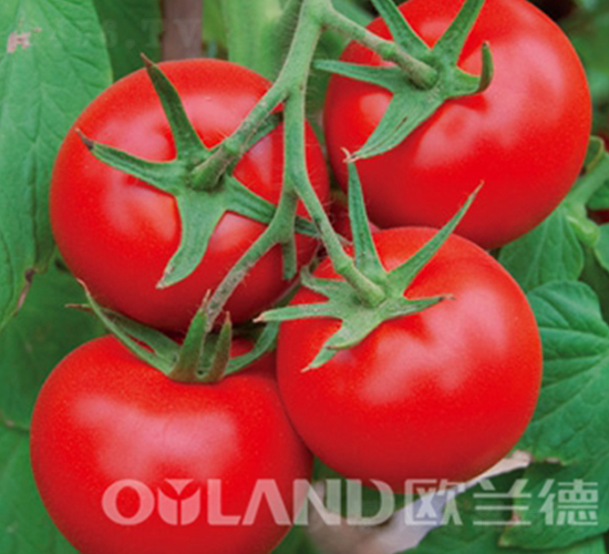 ŷ��318-��������-ŷ����