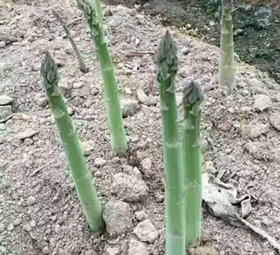 �ز�����-«������-��ũ����