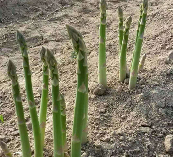 �����̼�-«������-��ũ����