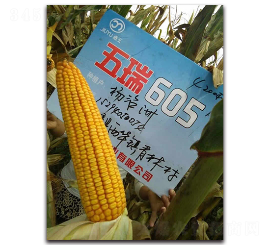 ����605-��������-������ҵ