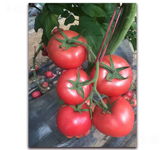 ����T707-���ӷ�������-ũ֮��