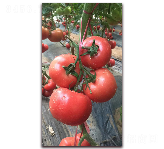 ����Խ��Ʒ��T708-��������-ũ֮��