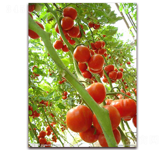 Խ��8-Խ����������-ũ֮��