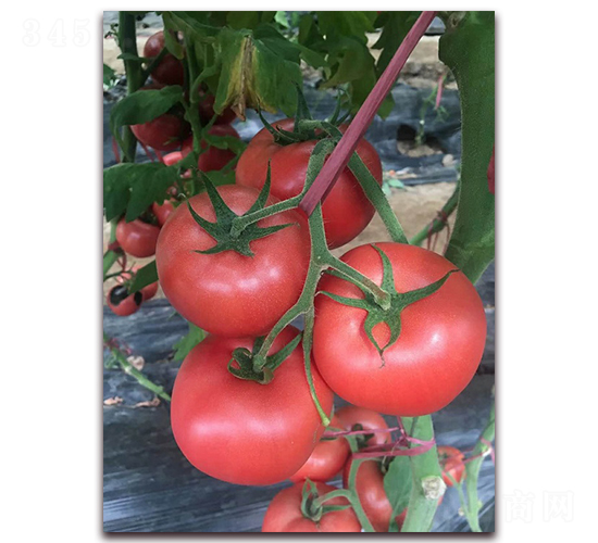 Խ��ר��Ʒ��T706-ũ֮��