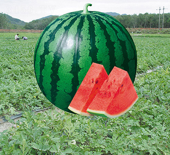 ����058-��������-�н���ҵ