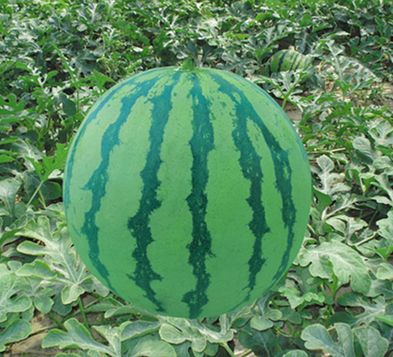 ����188-��������-�н���ҵ