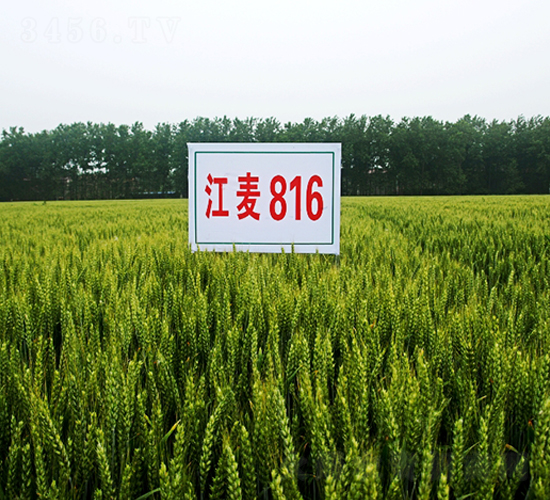 ����816-С������-�н���ҵ