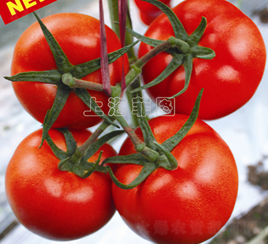 ���446-��TY��췬������-��ͼ��ҵ