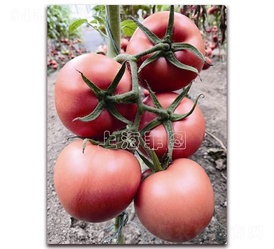 ����7116-��TY�۹���������-��ͼ��ҵ