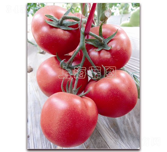 ����2067-��TY�۹���������-��ͼ��ҵ