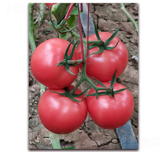 ����2666-��TY�۹���������-��ͼ��ҵ