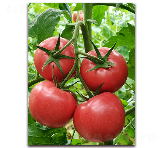 ����1766-��TY�۹���������-��ͼ��ҵ