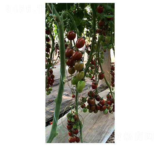 ��С��-ʥŮ������-���̰���ҵ