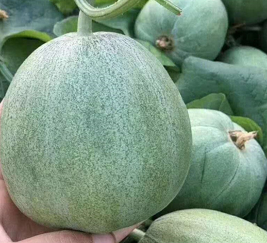 �̱�-�������-������ҵ