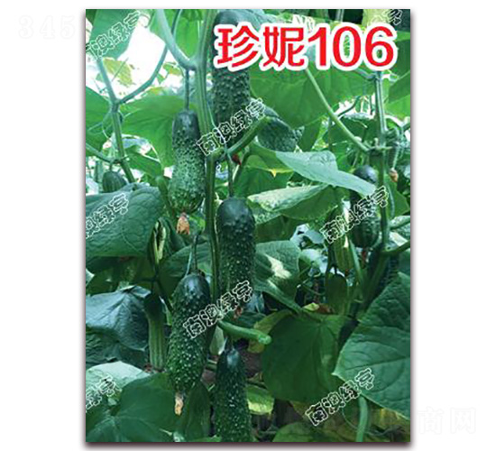 ����106-С�ƹ�����-�ϰ��̺�