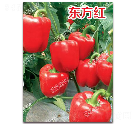 ������-������-�ϰ��̺�