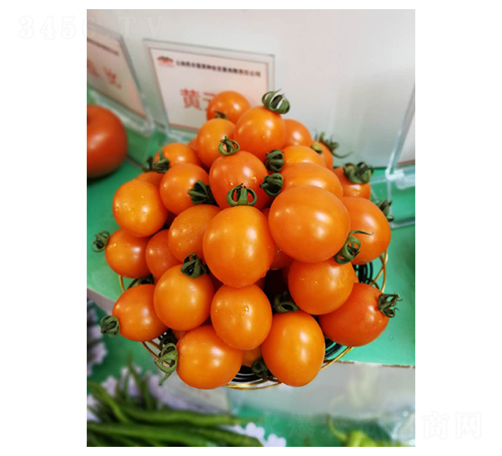ʥŮ������-Ӣ������