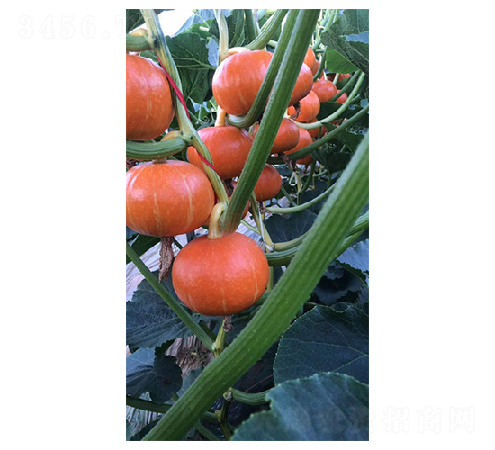 �Ϲ�����-Ӣ������