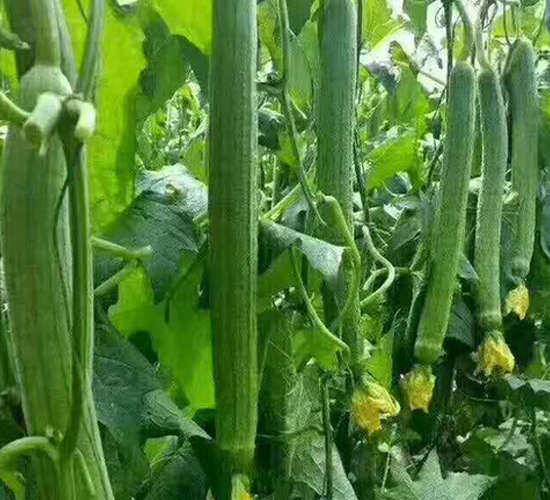˿������-Ӣ������
