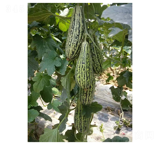 �������-Ӣ������