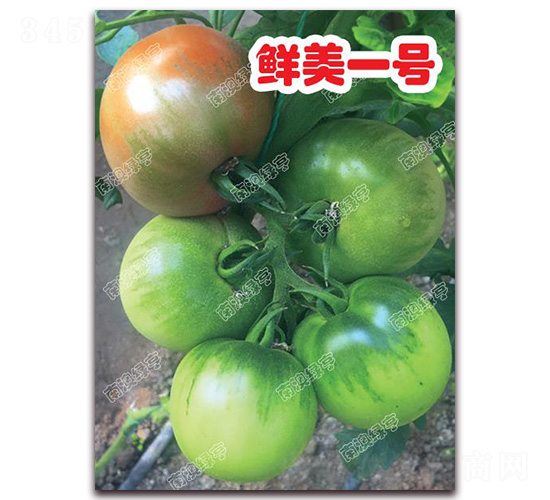 ����һ��-��ɫ��������-�ϰ��̺�