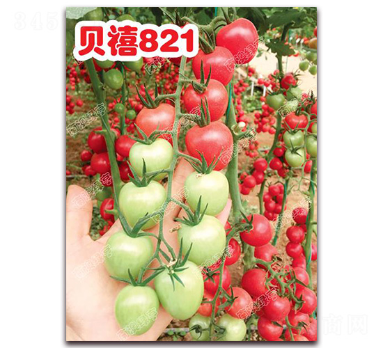 ����821-ӣ�ҷ�������-�ϰ��̺�