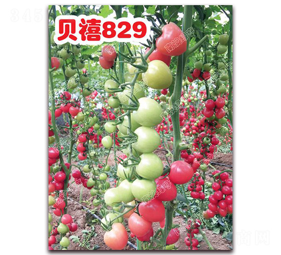 ����829-ӣ�ҷ�������-�ϰ��̺�