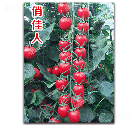 �μ���-ӣ�ҷ�������-�ϰ��̺�